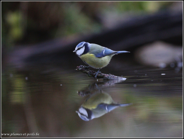 mésange bleue