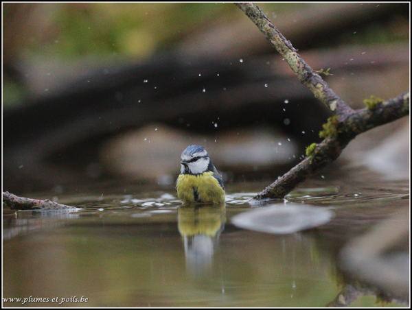 mésange bleue
