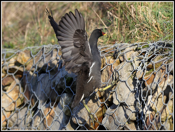 Gallinule poule d'eau