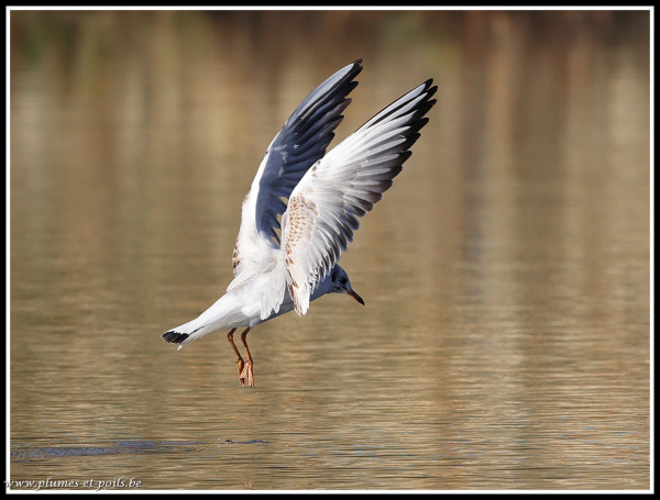 Mouette rieuse
