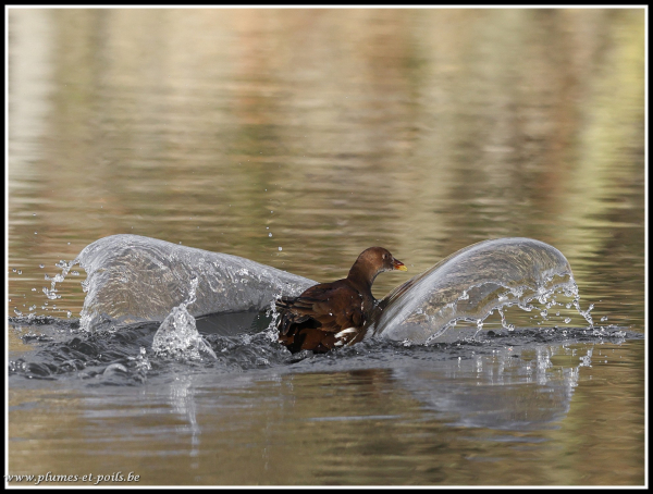 Gallinule poule d'eau