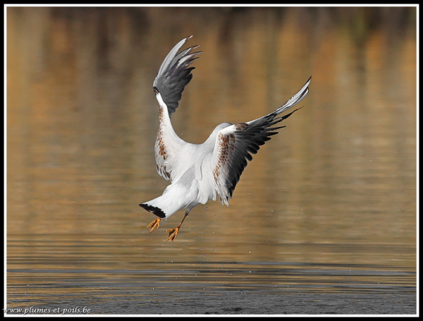 Mouette rieuse