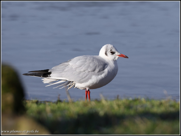 Mouette rieuse
