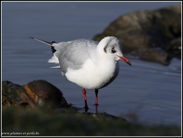 Mouette rieuse
