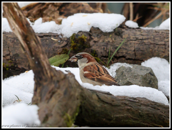 Moineau domestique