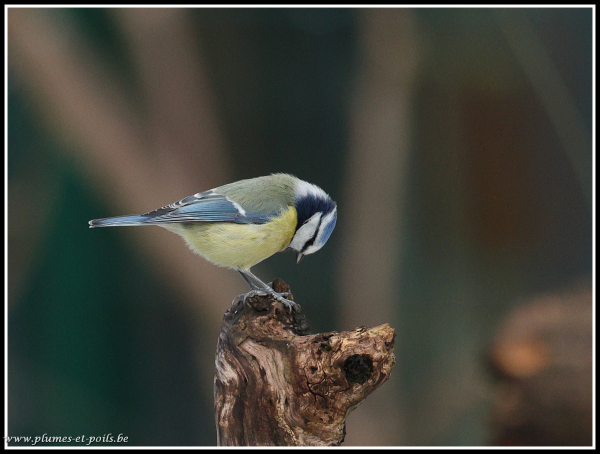 mésange bleue