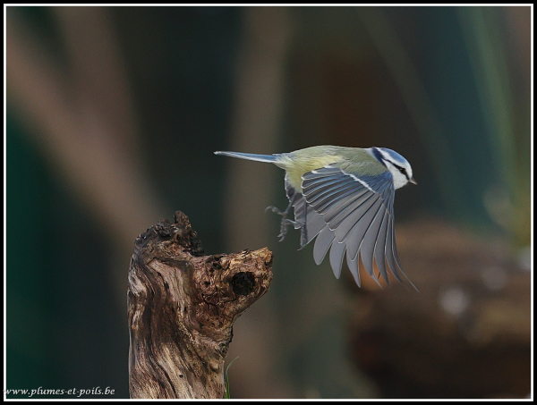 mésange bleue