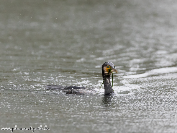 Grand cormoran