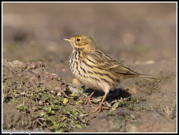 Pipit farlouse