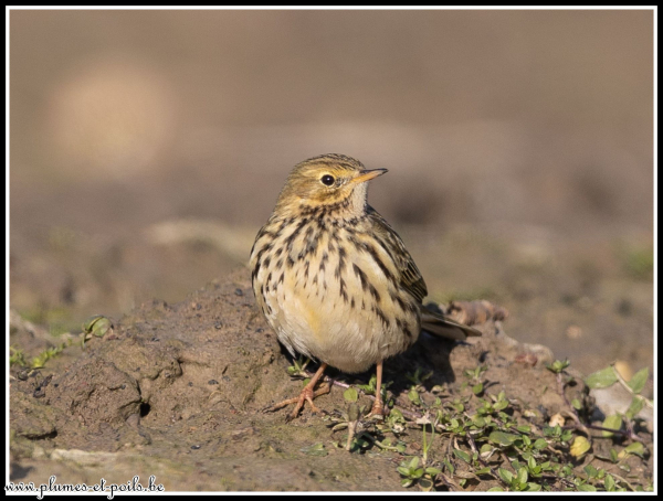 Pipit farlouse