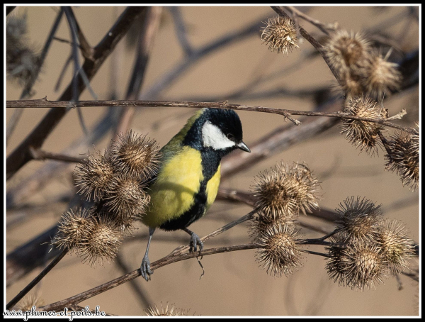 Mésange charbonnière