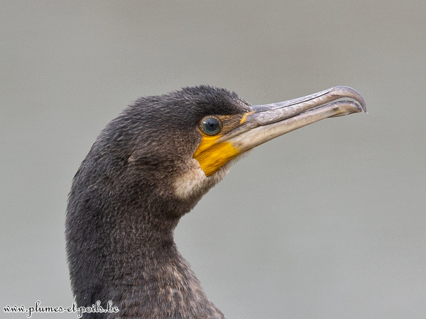 Grand cormoran