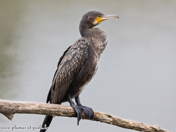 Grand cormoran