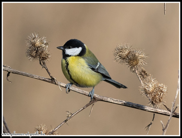 Mésange charbonnière