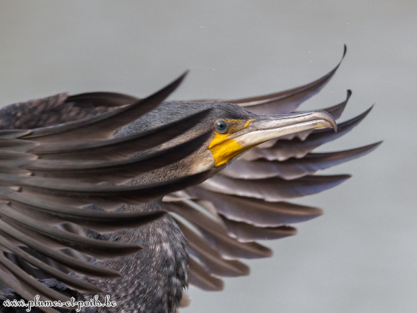 Grand cormoran