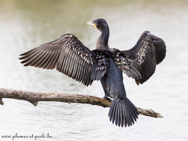 Grand cormoran