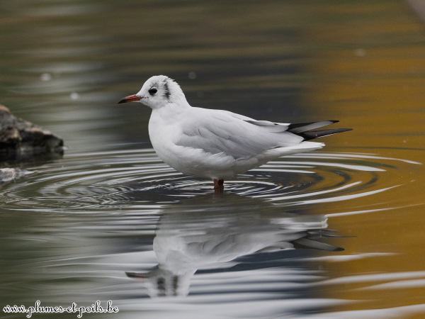 Mouette rieuse