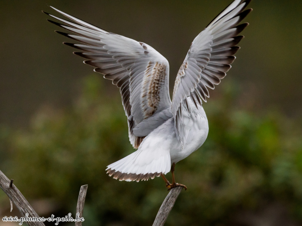 Mouette rieuse
