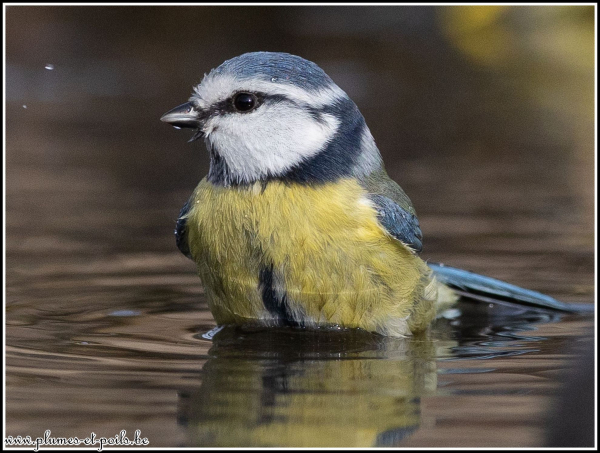 mésange bleue
