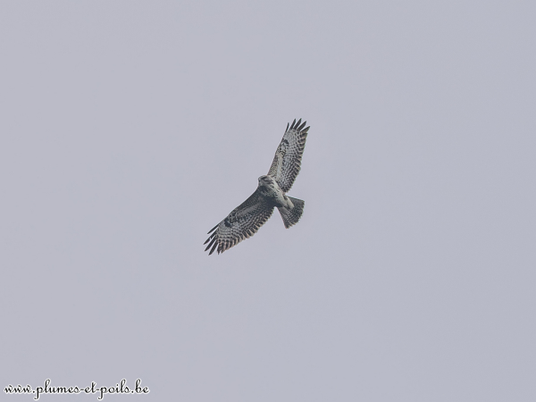 Buse variable