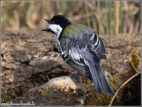 Mésange charbonnière