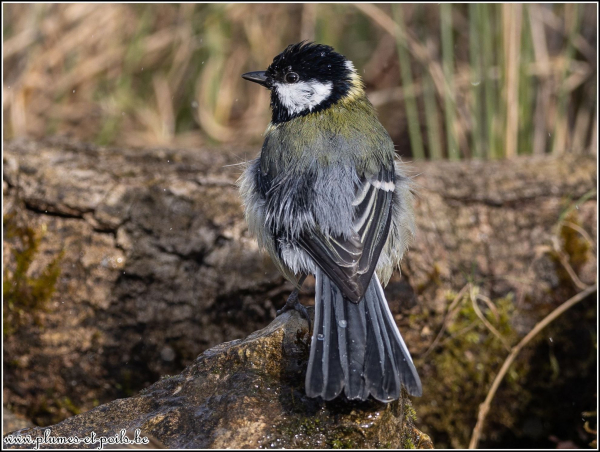 Mésange charbonnière