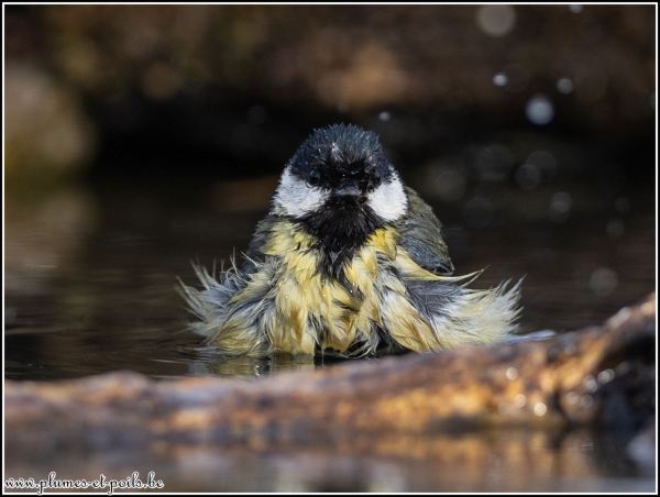 Mésange charbonnière