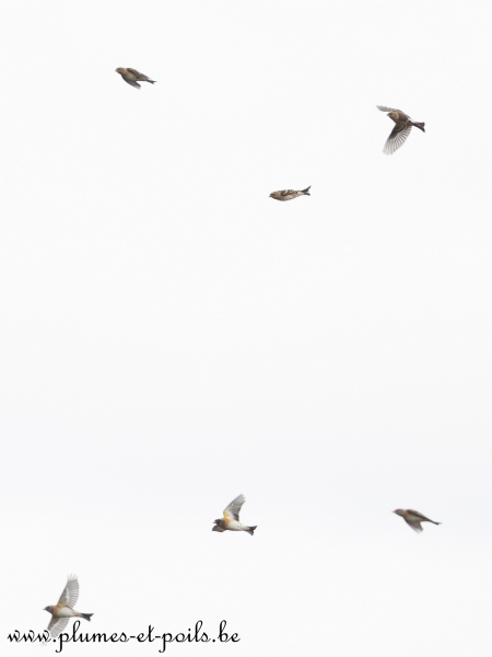 Migration (pinsons du Nord)