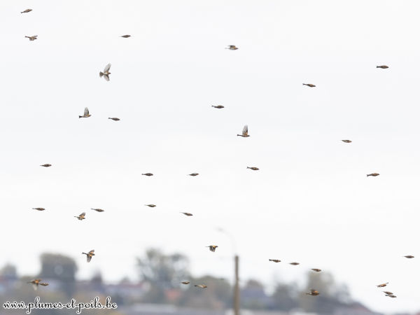 Migration (pinsons du Nord)