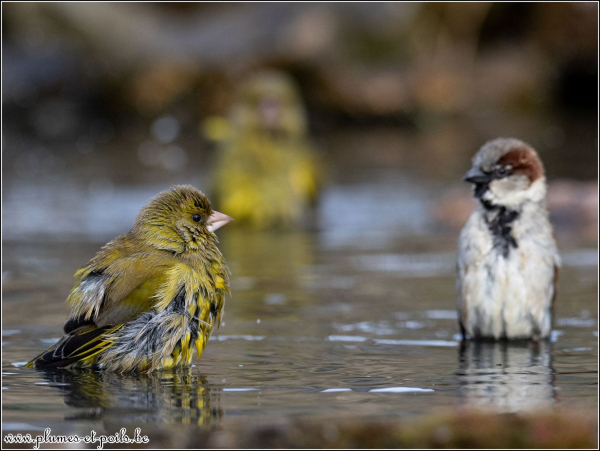Verdier et moineau