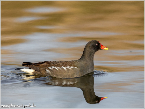 Gallinule poule d'eau