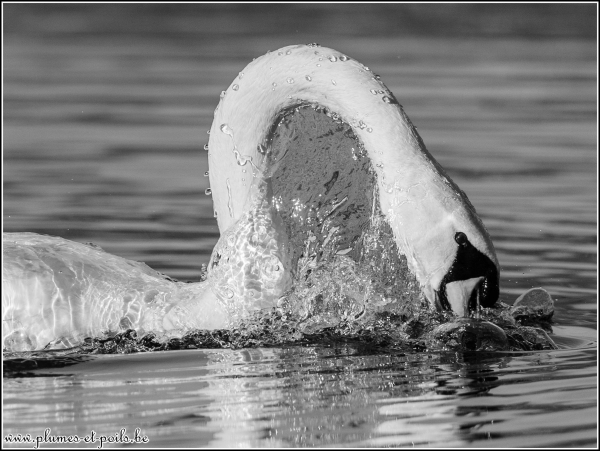 Cygne tuberculé
