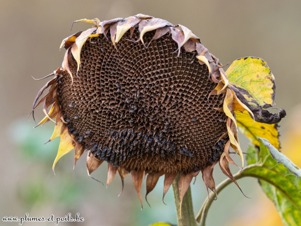 Tournesol
