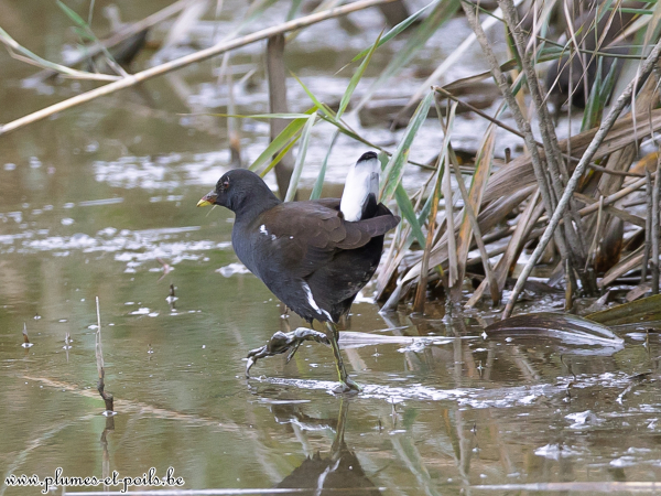Gallinule poule d'eau