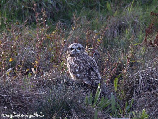 Hibou des marais