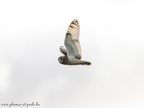 Hibou des marais
