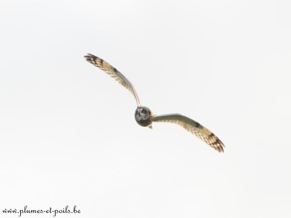 Hibou des marais