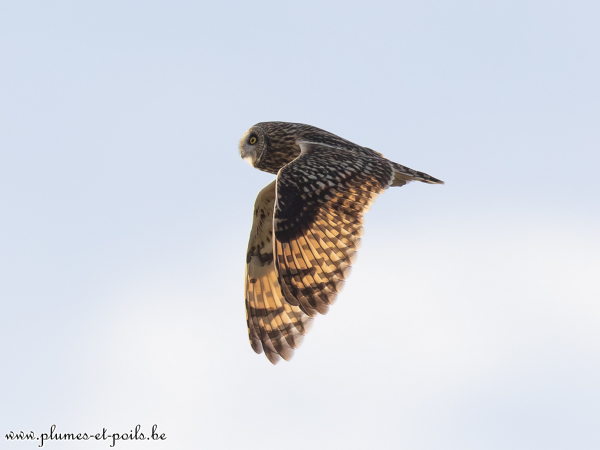 Hibou des marais
