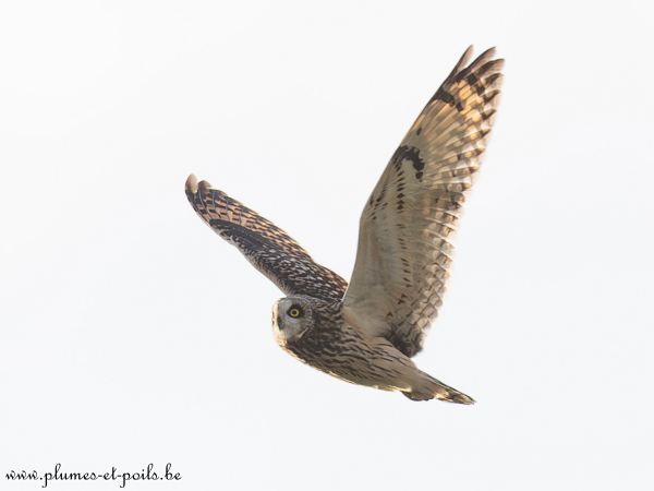 Hibou des marais