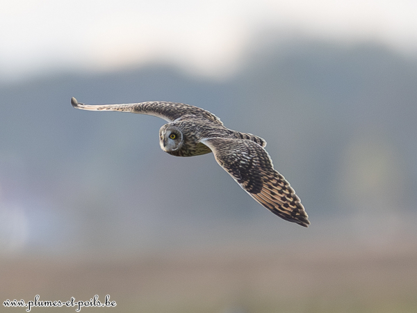 Hibou des marais