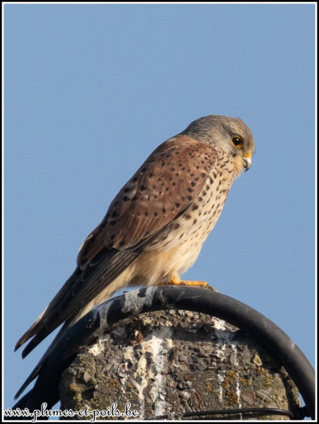 Faucon crécerelle