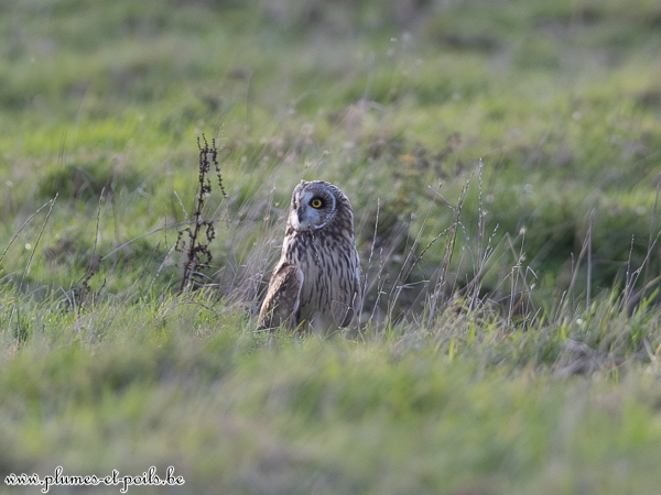 Hibou des marais