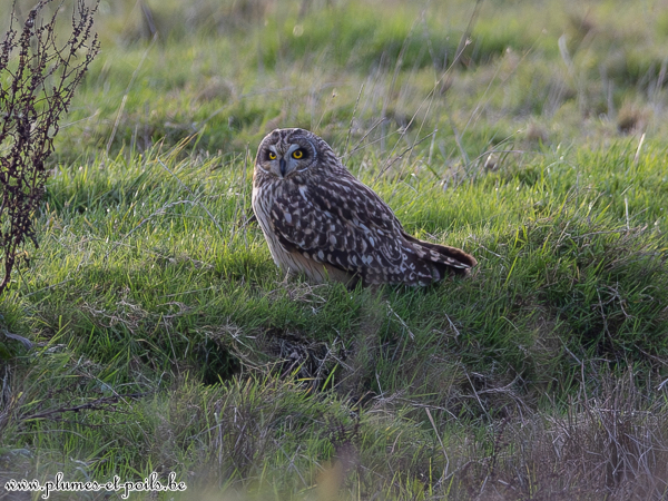 Hibou des marais