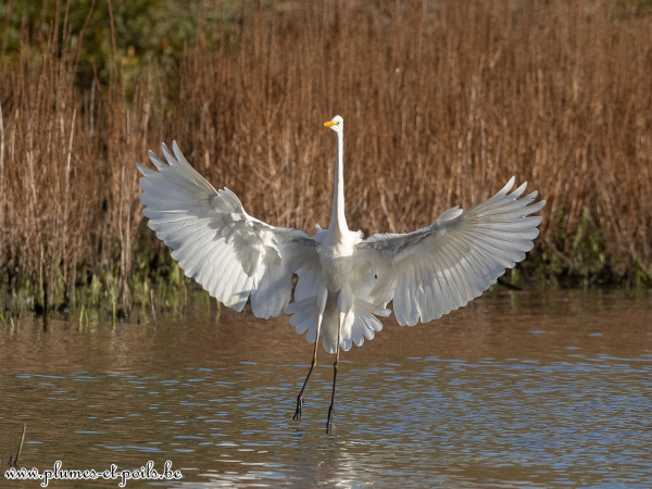 Grande aigrette