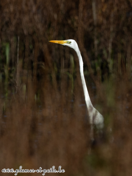 Grande aigrette