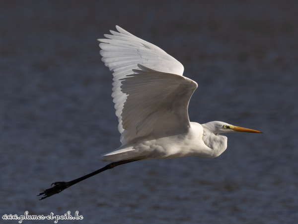 Grande aigrette