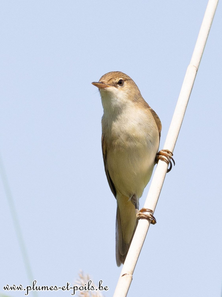 Rousserole verderolle