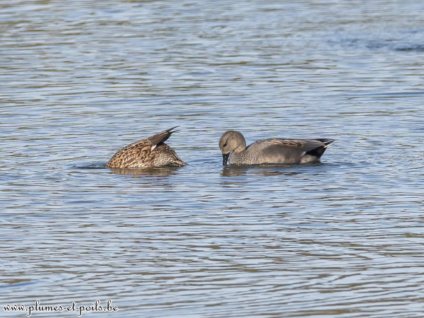 Canards chipeaux