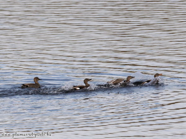 Canards chipeaux