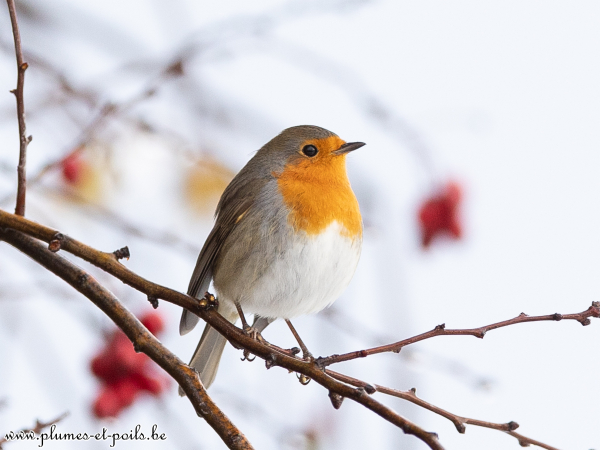 Rouge-gorge